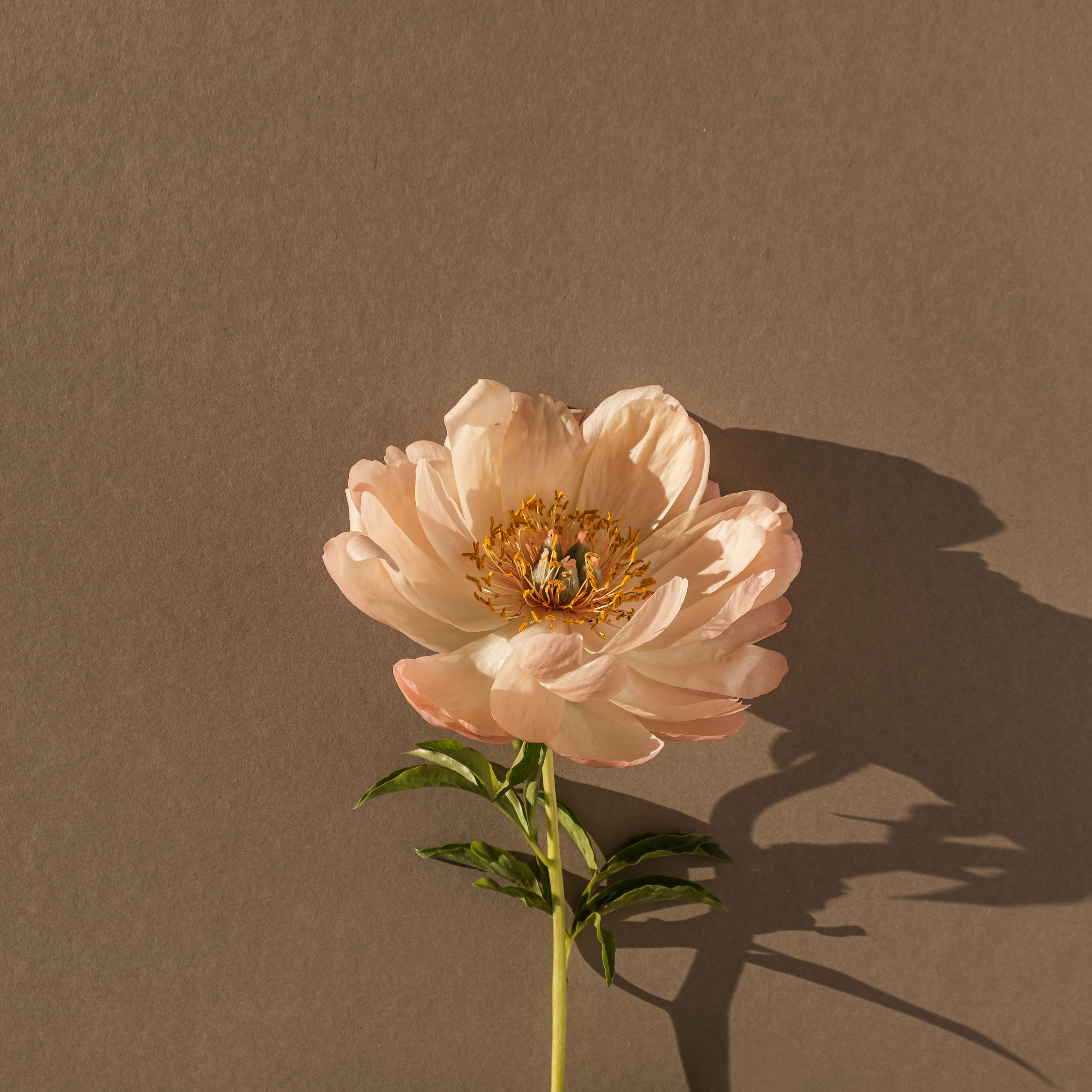 Peony Flower on Brown Background 